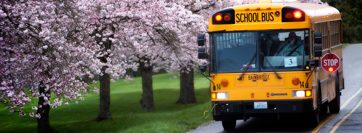 School bus with cherry trees on Bainbridge Island